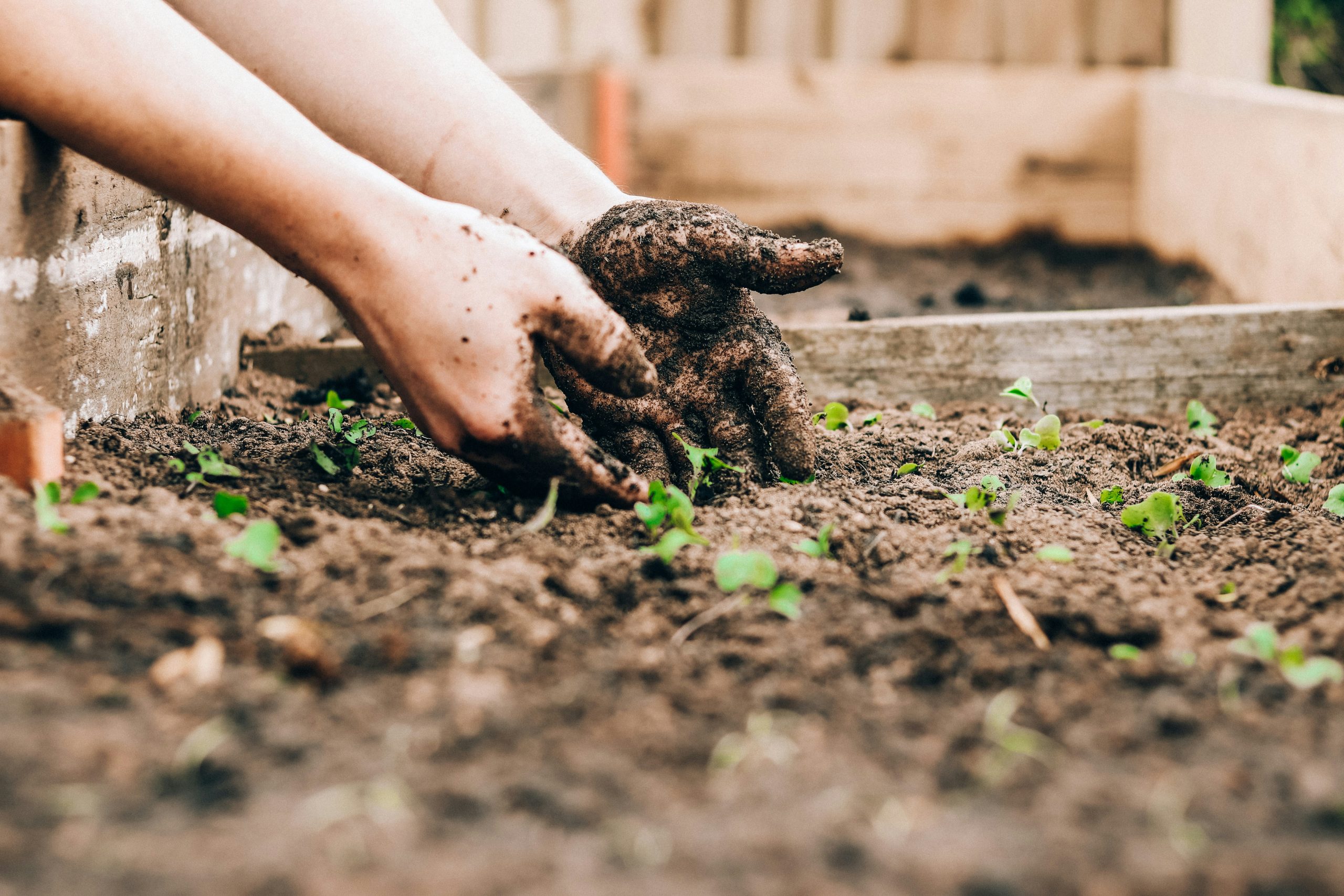 hands gardening in dirt